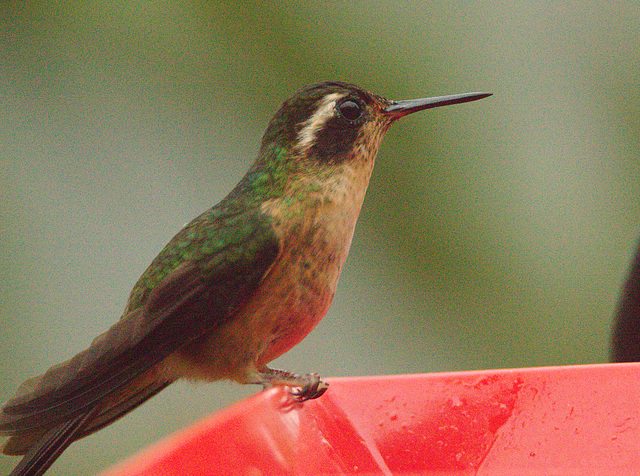 IMG 7083Hummingbird