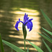 Reflection of light for the lily
