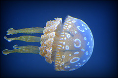 jellyfish - waikiki aquarium