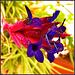 Tillandsia aerantos : la pianta dell'aria -