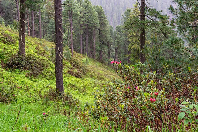 Almrausch im Wald