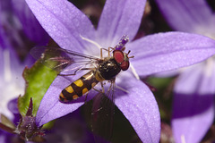 Hoverfly IMG_5247