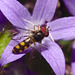 Hoverfly IMG_5247
