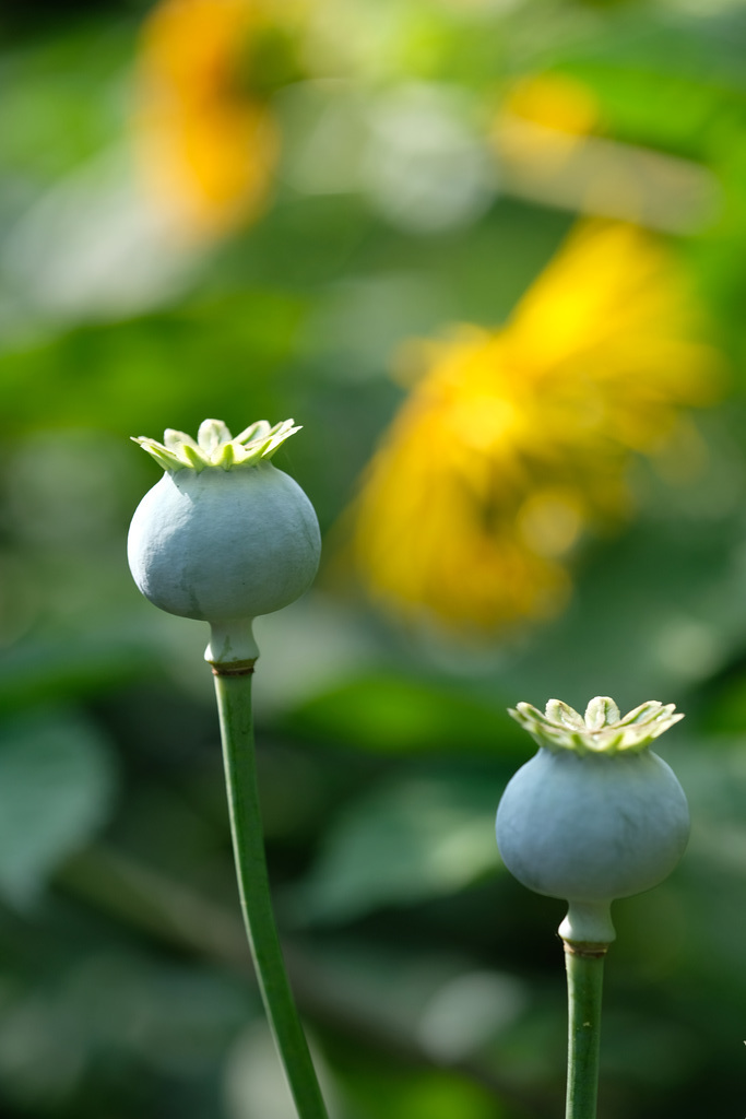DSCF6932