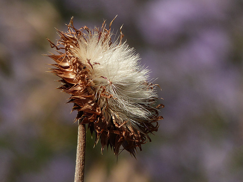 Nodding (Musk) Thistle / Carduus nutans