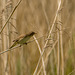 Reed warbler10