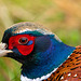 pheasant close up
