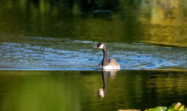 Canada goose