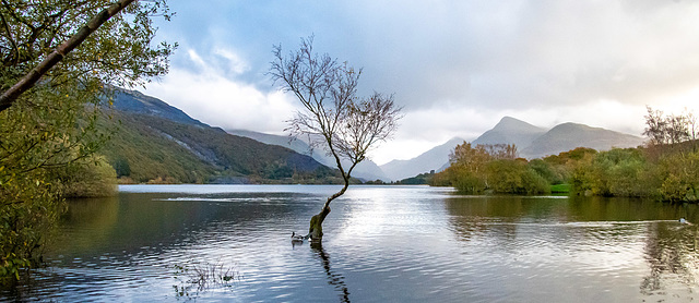 Lone tree, Lake Padarn