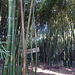 Im Bambuswald