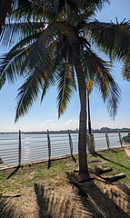 Clôture et cocotiers / Fence and coconut tree