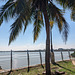 Clôture et cocotiers / Fence and coconut tree