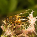 EF7A4742 Hoverfly