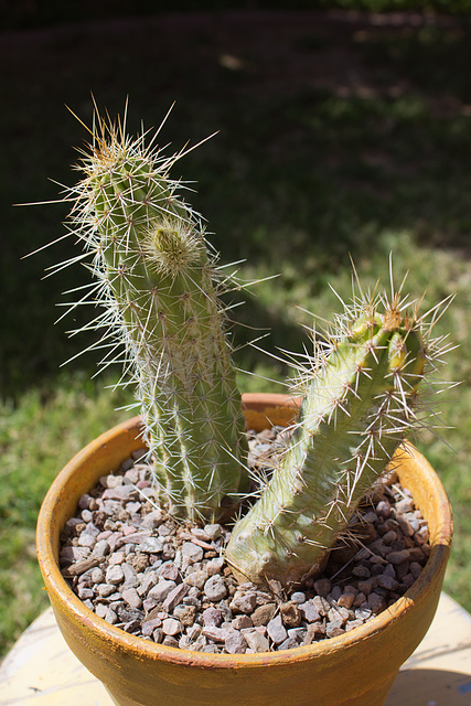 Boyce-Thompson Hedgehog (Echinocereus boyce-thompsonii)