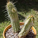 Boyce-Thompson Hedgehog (Echinocereus boyce-thompsonii)