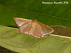 DR008 Banisia myrsusalis (Sapodilla Borer)