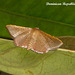 DR008 Banisia myrsusalis (Sapodilla Borer)