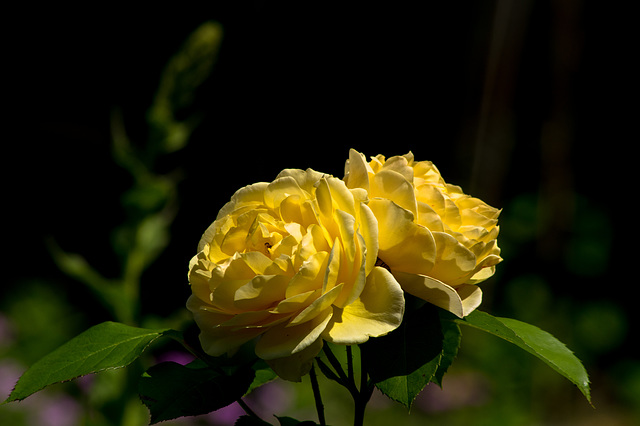 Roses are Yellow !