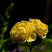 Roses are Yellow !