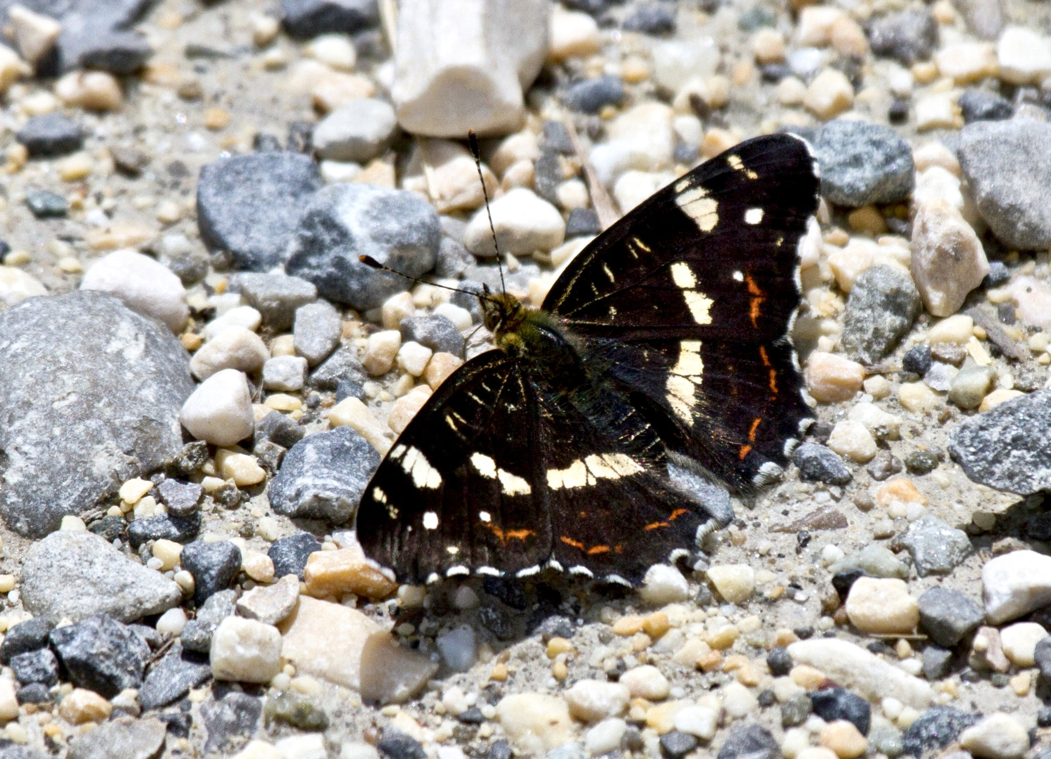Kleiner Schillerfalter