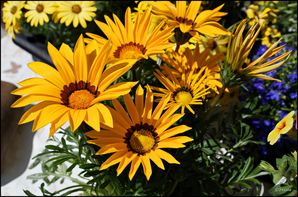 Mittagsgold (Gazania Hybriden) Bild 1