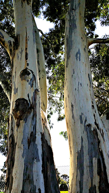 eucalyptus trunks