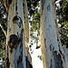 eucalyptus trunks
