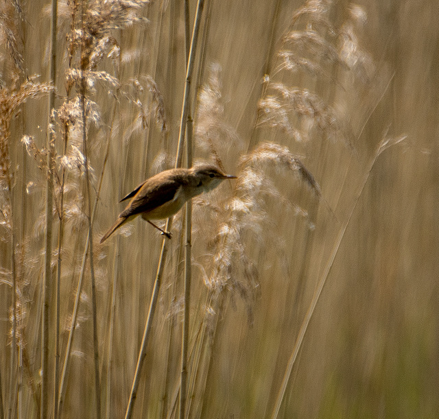 Reed warbler11