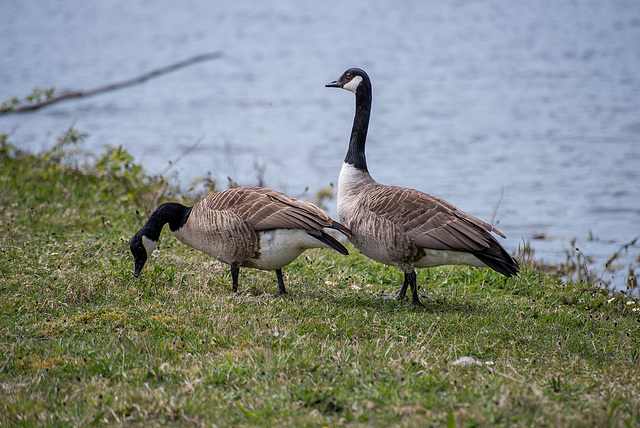 Canada geese, RSPB Conway