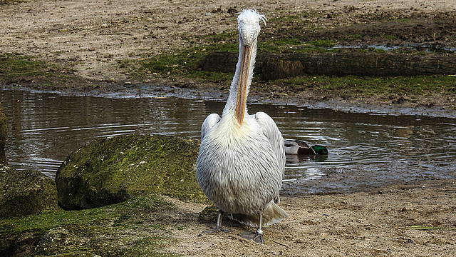 20200301 6561CPw [D~MS] Krauskopfpeleikan, Zoo,  Münster