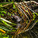 Young moorhen