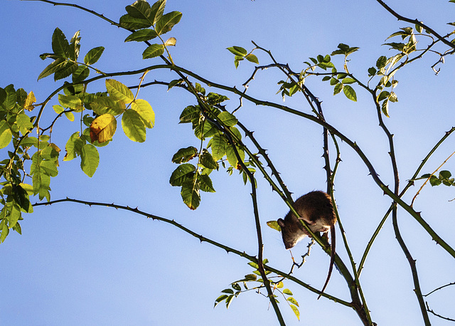 Brown Rat on a Rosa Canina Shrub