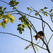 Brown Rat on a Rosa Canina Shrub