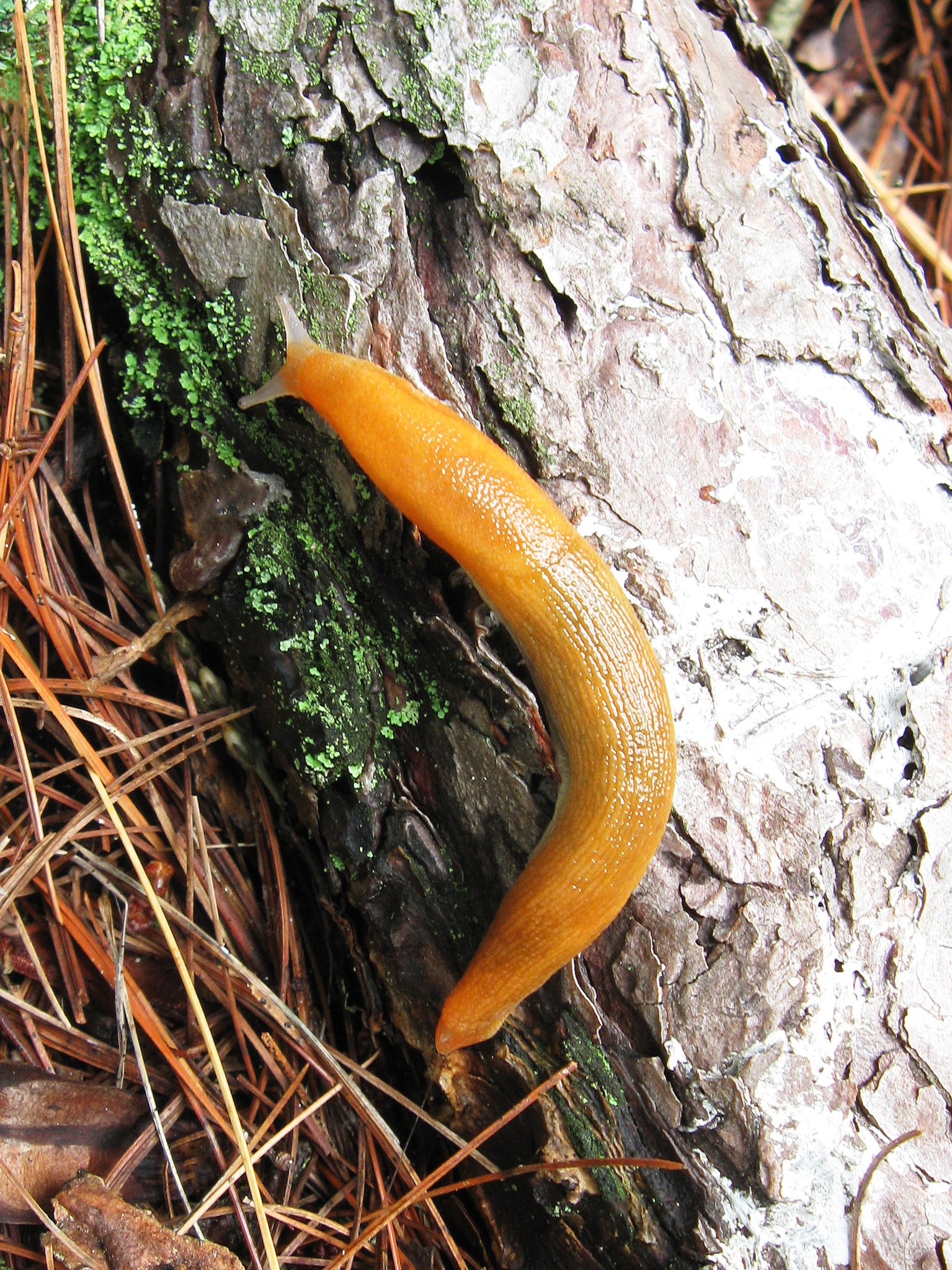 Red Slug