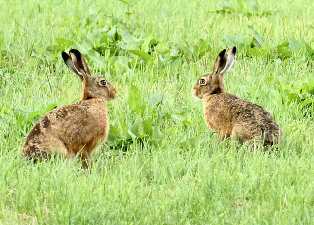 'Was machen wir jetzt?'  'Erst mal weg hier.'    (pip)