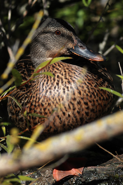 IMG 1717 mallard dpp