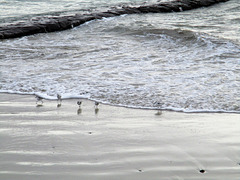 les bécasseaux standerling ou les coureurs de la plage