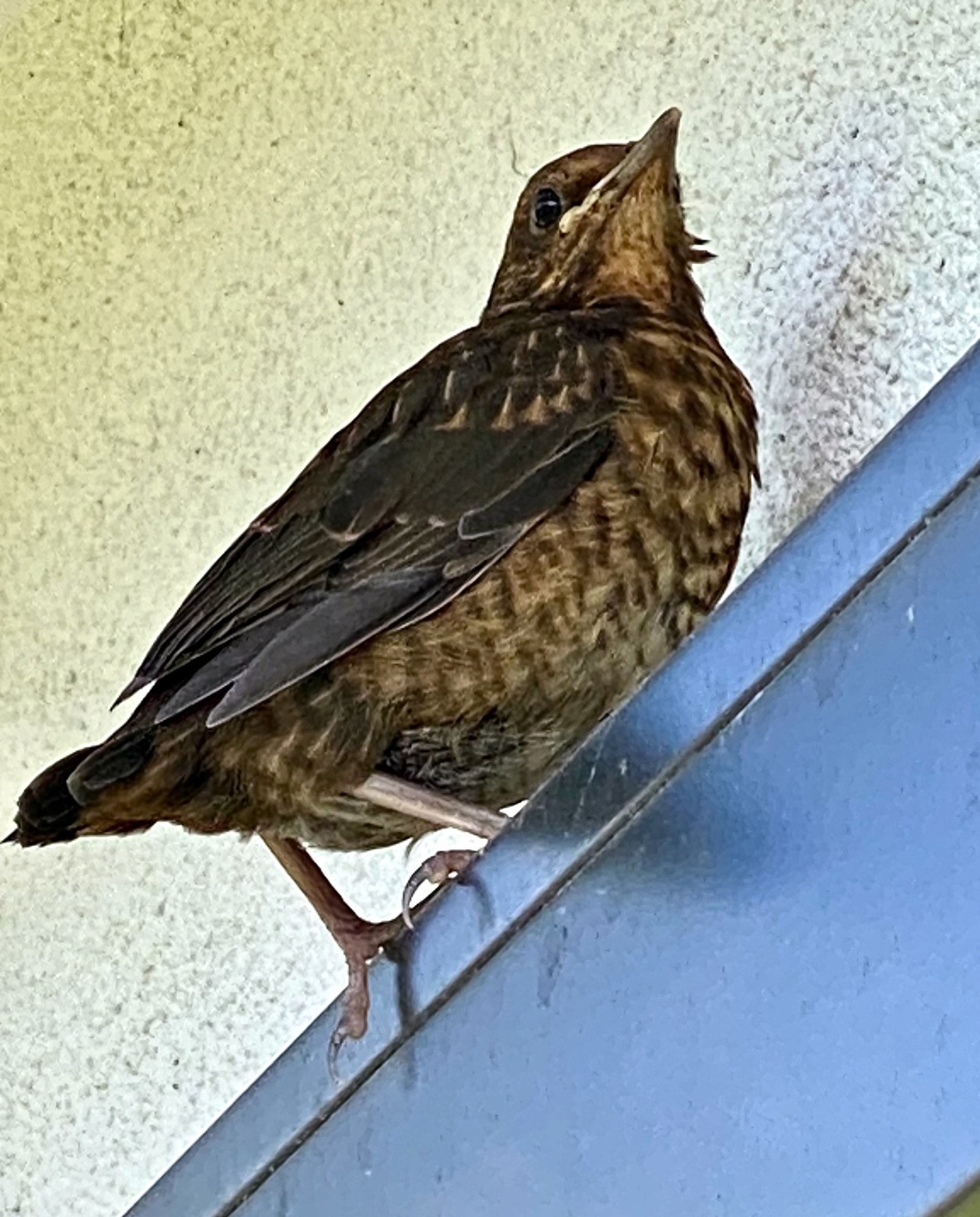 Junge Amsel