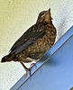 Junge Amsel