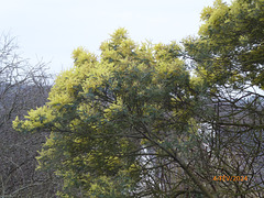le petit mimosa le petit mimosa