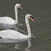 Mute Swans