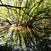 Reflet troublant / Disturbing reflection
