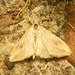 EF7A4746 Moth-1