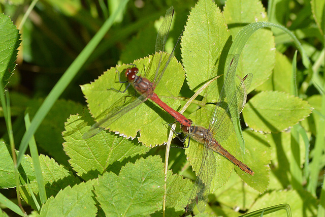 Ruddy Darter m+f (Sympetrum sanguinem) 07-09-2012 14-24-21