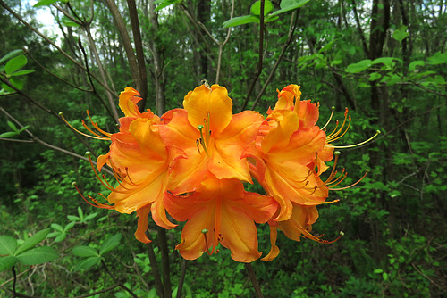 Azalea Flowers