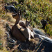 Chamois dans les Vosges