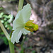Mayapple Flower