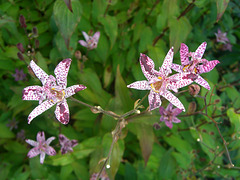 010  Krötenlilien Tricyrtis hirta blühen bis zum Frost