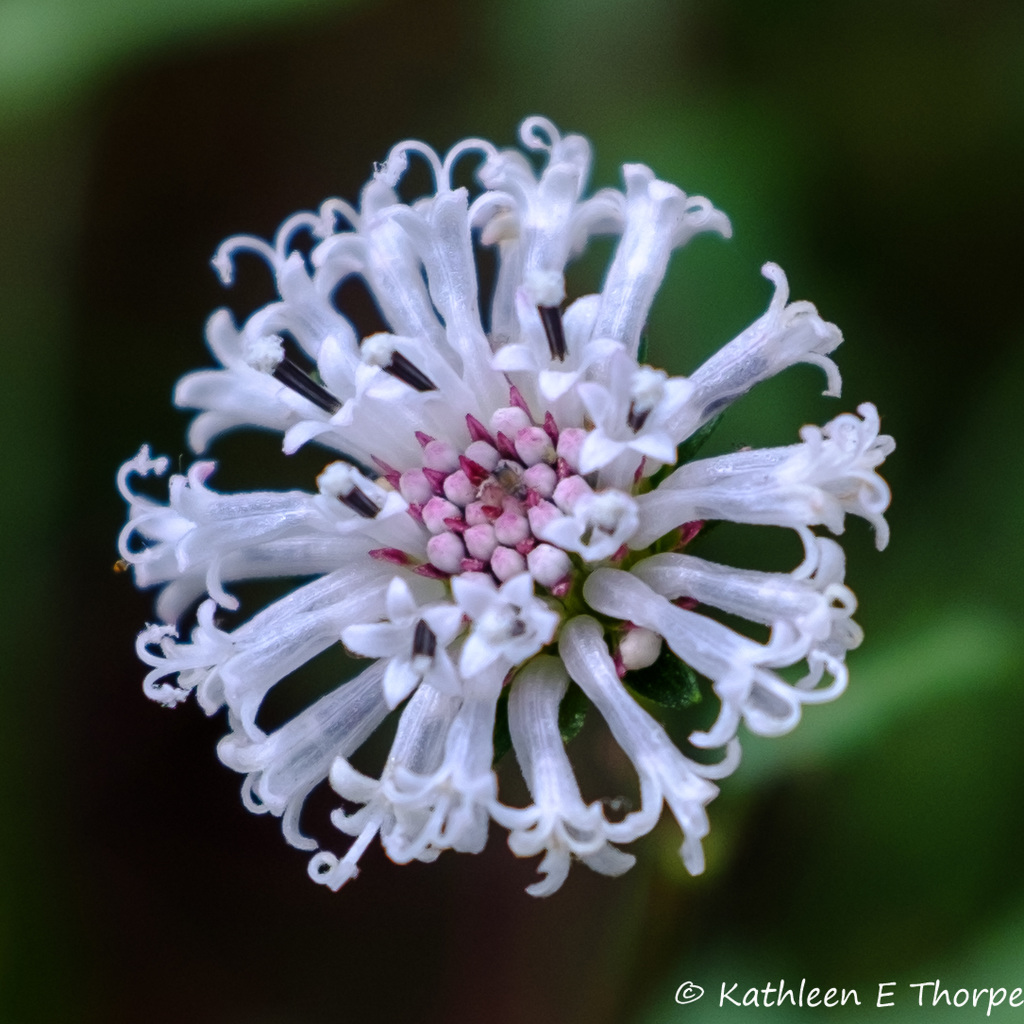 Fishhawk Preserve Wild Flower 111516-001