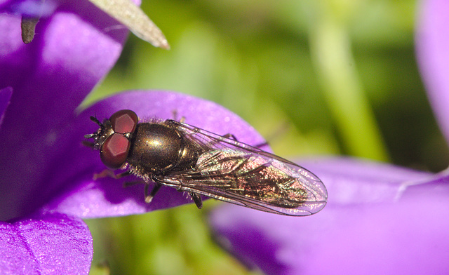 Hoverfly IMG_5242